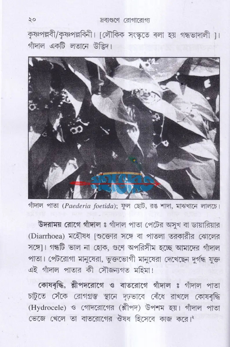 দ্রব্যগুণে রোগারোগ্য Hindu Religious Books