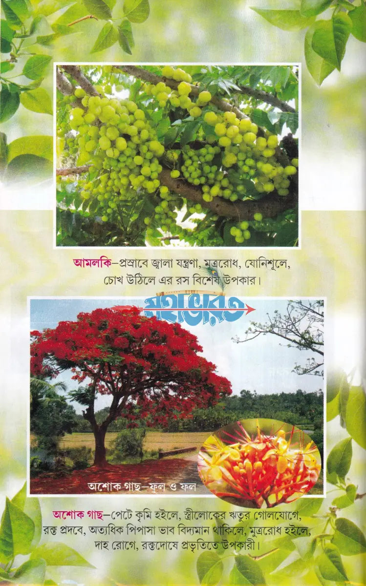 সহজ পারিবারিক আয়ুর্বেদিক চিকিৎসা Hindu Religious Books